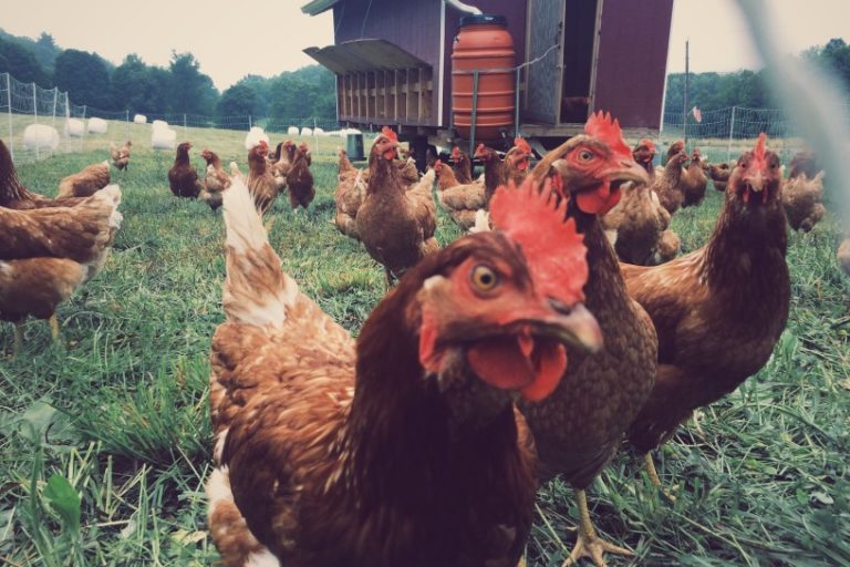 Research Identifies Potential Sustainability Benefits for Chickens