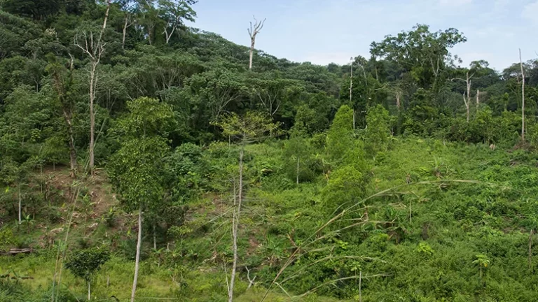 High-level Forest And Climate Resilience Forum For Liberia: World Bank