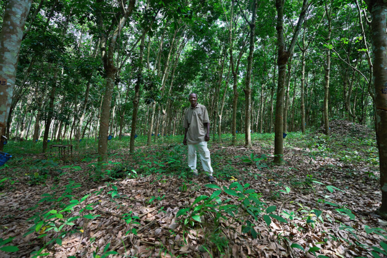 At a Rubber Plantation In Liberia History Of Sexual Abuse Repeats In a Fight Over land