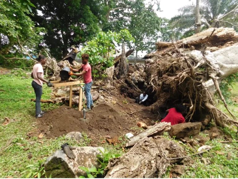 Archaeology Returns to Rewrite Liberia’s History Following Fall of 200-Year-Old Tree