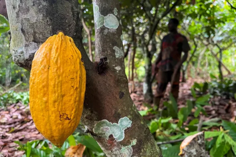 Ivorian Cocoa Farmers ‘Barely Survive’ While Chocolate Company Profits Soar
