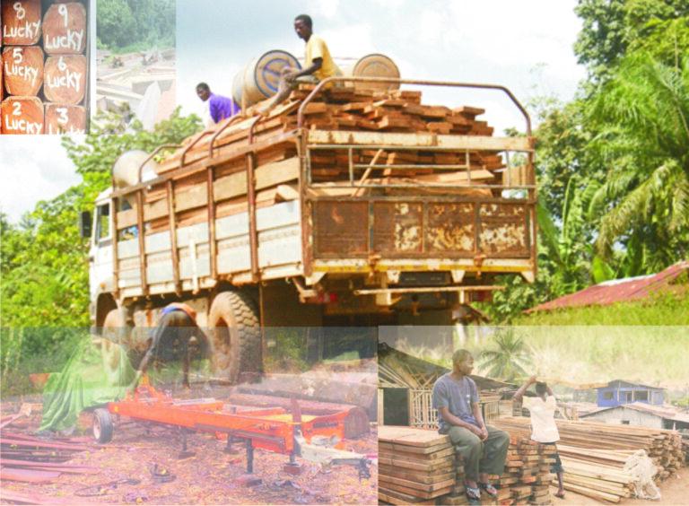 Liberia: Traffickers Find New Path to Illegal Logging