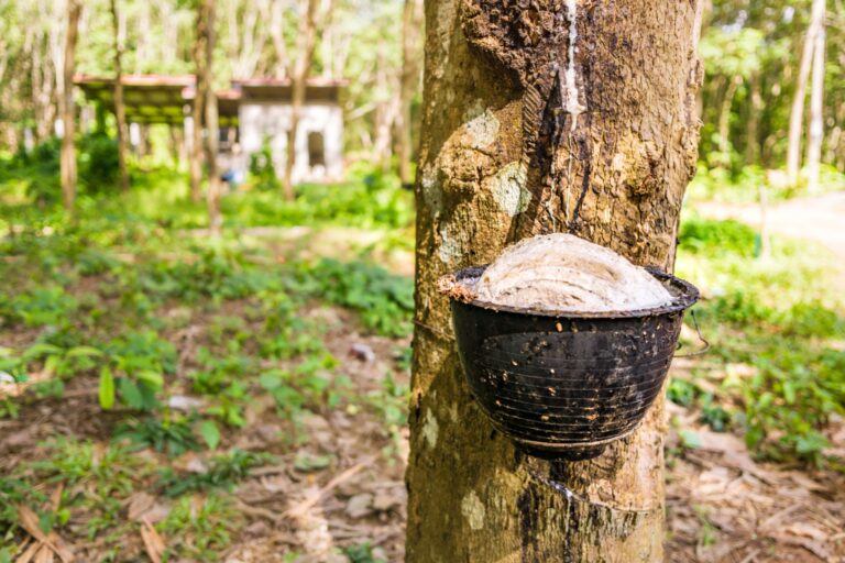 Liberian Rubber Sector Actors Applaud President For Easing Export Ban
