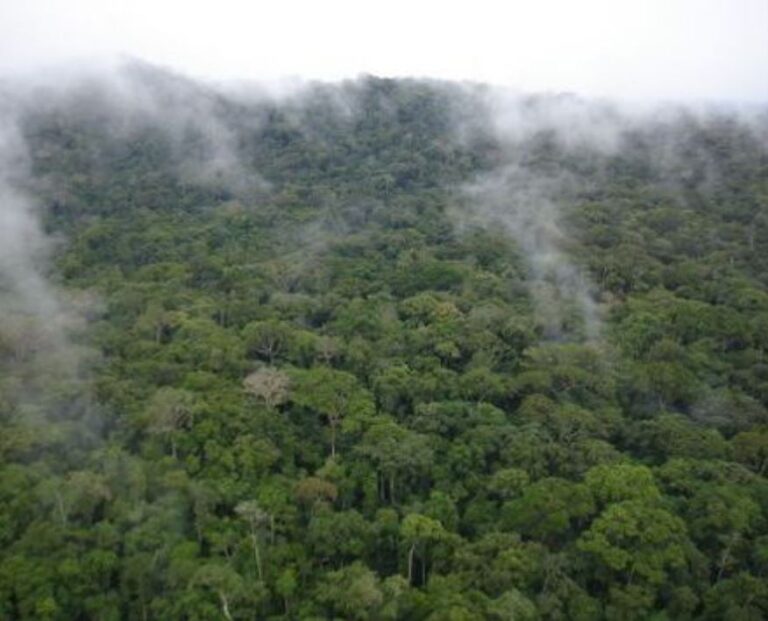 Liberia: Experts Discuss Liberia’s Preparation for Carbon Markets