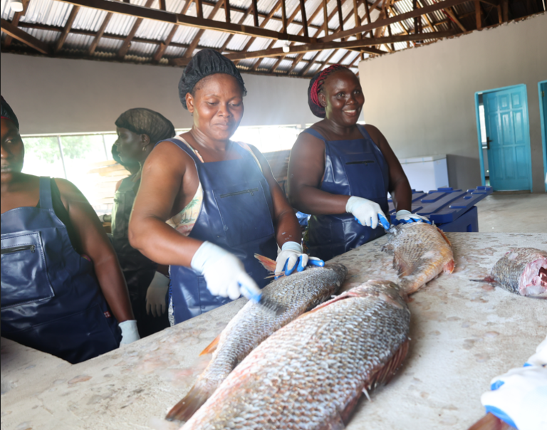 Environmental Justice Foundation Expands Impact in Liberian Fisheries Sector