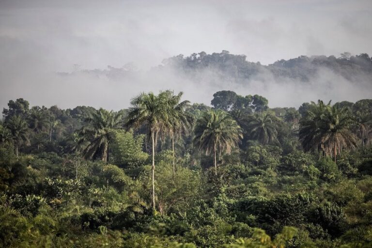 Liberia’s Environmental News Platform Under Cyber-Attack