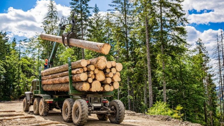 Liberia: Doubt Over EU Deforestation Law Could Benefit Illicit Timber Traders in Liberia