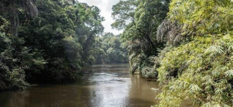Liberia: Conserving Gola Forest: Sierra Leone & Liberia Unite for Peace, Sustainability