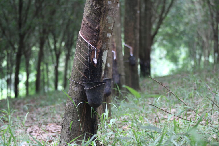 Liberia: Firestone Says It Will Not Buy  Rubber From Over 60,000 Farmers