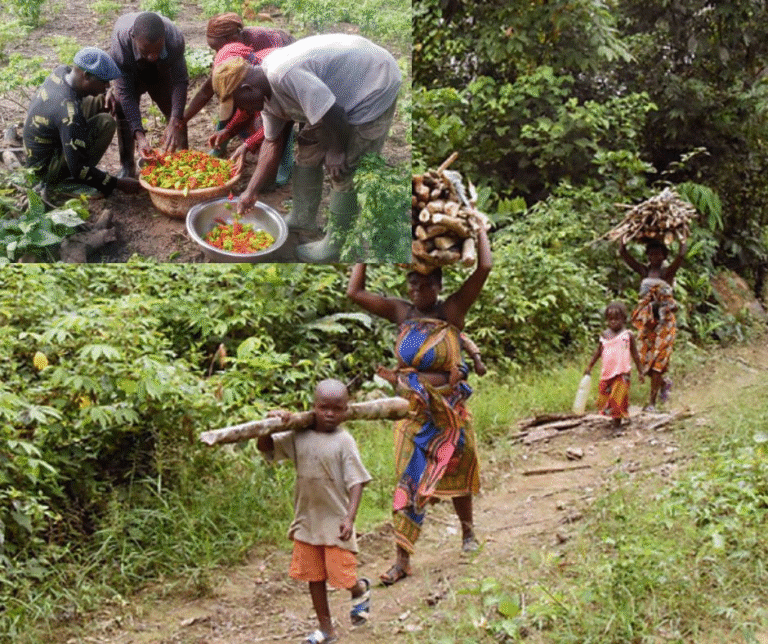 Liberia: Forest Farmers Reliant on Slash-and-Burn Techniques Raise L$2.2 Million In Less Than a Year
