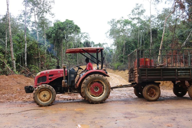 Liberia: Shady Company Gets Logging Greenlight