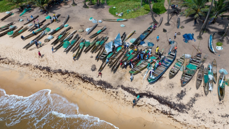 Liberia: Study: Depleting Mangroves Undermining Fishing Communities and Risking Food Security