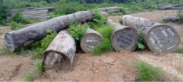 Unmasking Waste and Abuse of Forest Resources in Liberia: The Case of Abandoned Logs