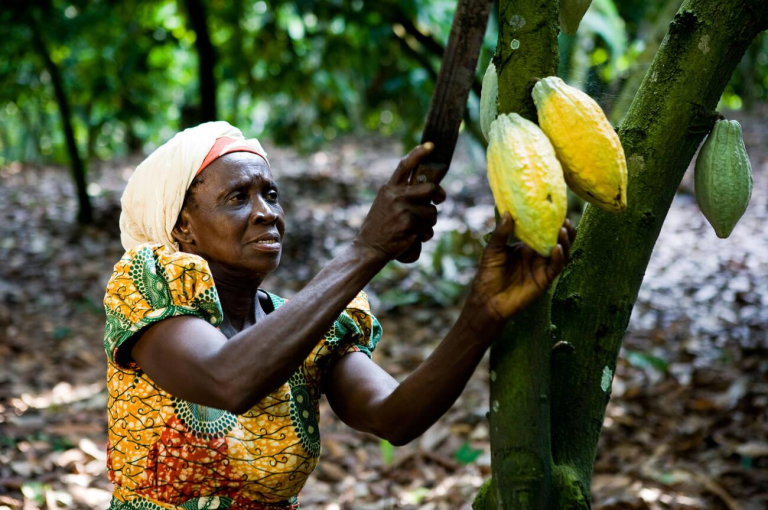 Liberia: 150,000 Hectares Lost to Cocoa Farming