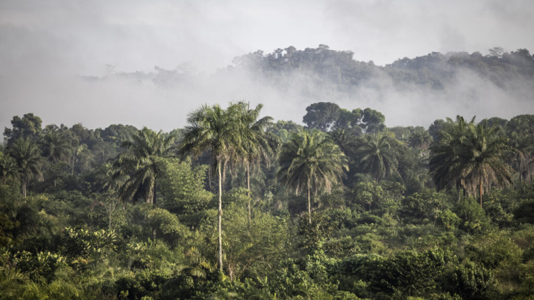 The ‘Vanishing’  Carbon Deals