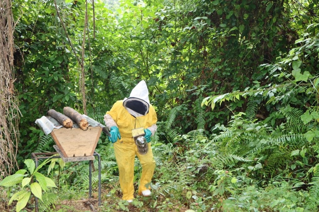 Turning Trees Into Treasures: How Women and Communities Are Reviving ...