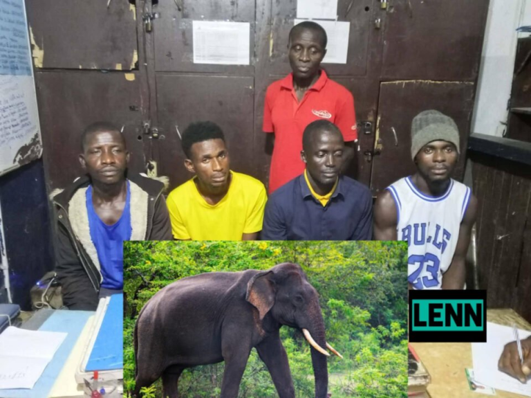 Liberia: Eight Men Convicted In Gbarpolu  For Killing Protected Elephant