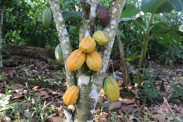 Deaths & Conflict Shadow Cocoa Farming in River Liberia