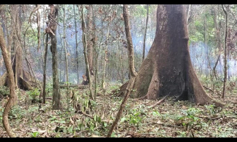Liberia: Grand Gedeh Forests: EPA Reports 10,000 Hectares Lost Each Year