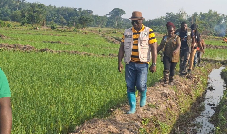 Liberia’s Rice Drive Gains Momentum as Bong County Showcases Seed Success