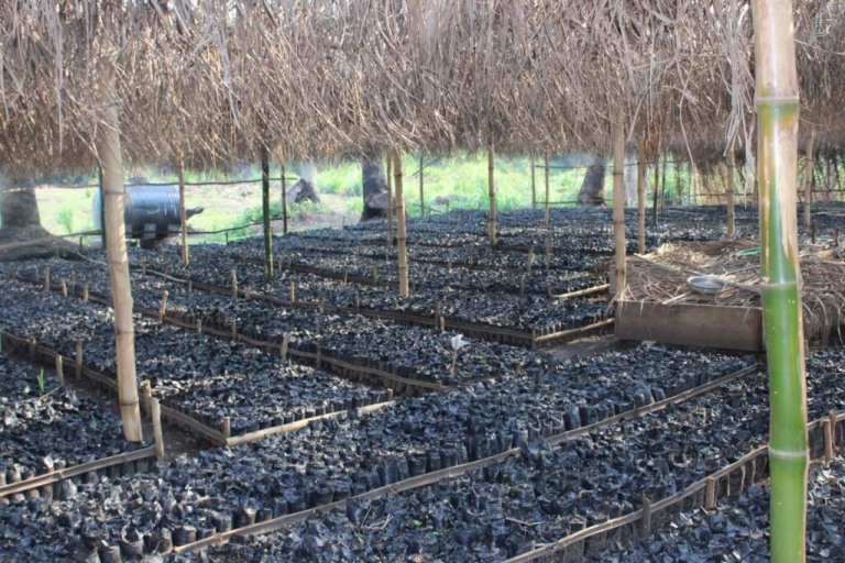 Liberia: LACRA Targets One Million Coffee Seedlings in Six-Month Drive
