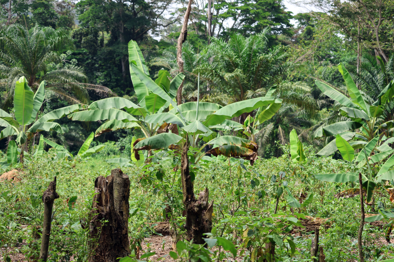 Liberia: Farmers Moving Beyond Traditional Methods to Embrace Climate-Smart Agriculture