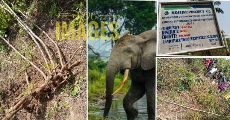 Liberia: Elephant Rampage Threatens Food Security in Gbarpolu