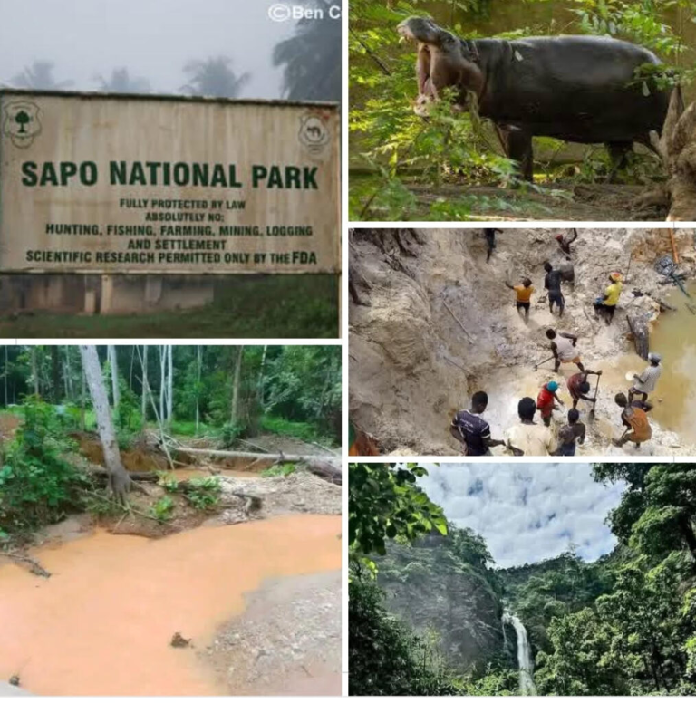 Liberia: Illegal Miners Reoccupy Sapo National Park Despite Military Crackdown