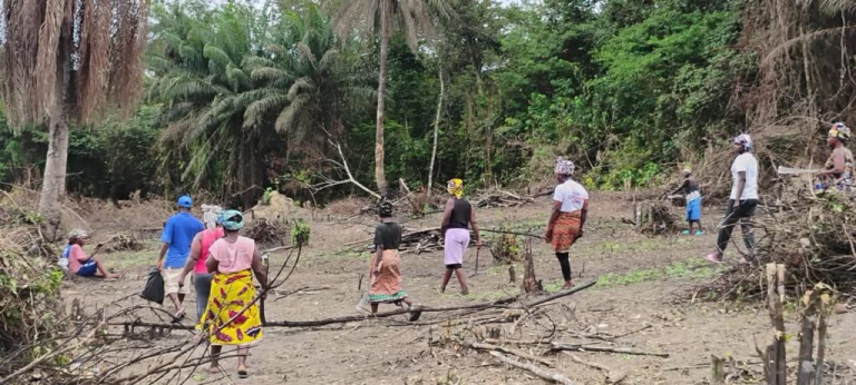 Liberia: Women Cooperative in Bomi County Seeks Support to Expand Farming