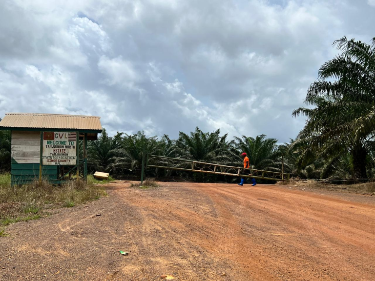 Campaigners: Golden Veroleum Destroys 1,000 Hectares Forest In Liberia