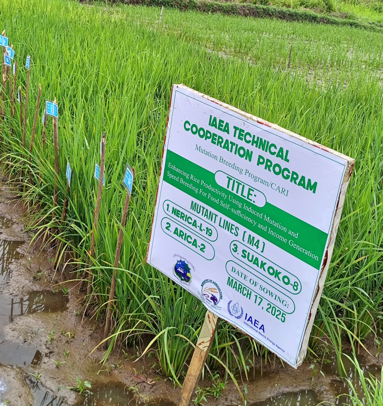 Liberia Using Nuclear Techniques to Develop Climate-Resilient Rice