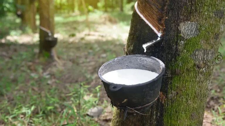 Cambodian Firm to Invest $35 Million In Liberia’s Rubber Industry