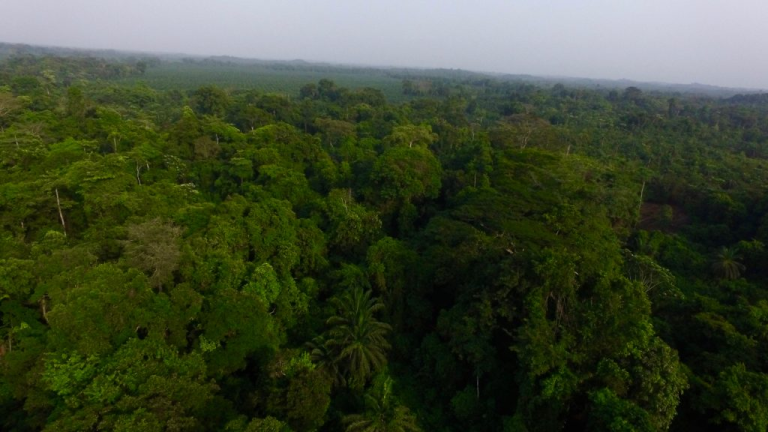 Liberia: Sinoe County Demands Oil Palm Giant GVL Restore 1,000 Hectares It Has Destroyed