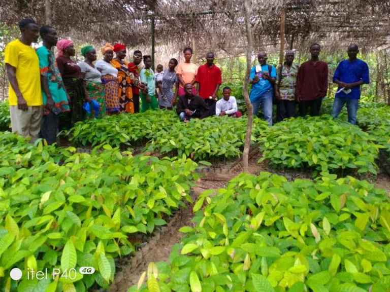 Liberia: Women Farmers Expand Cocoa Production to 50,000 Seedlings in Bomi