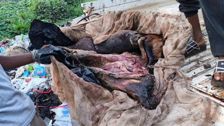 Liberia: FDA Burns $140,000 Worth Of Bush Meat In Grand Gedeh
