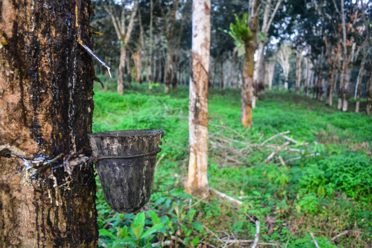 Liberia: Rubber Output Declines 35.5% Year-on-Year, Central Bank Says