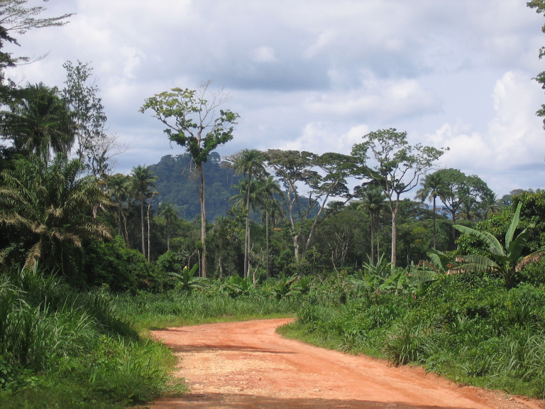Liberia: Cocoa Rush Overruns Grand Gedeh County Once 99%Forested
