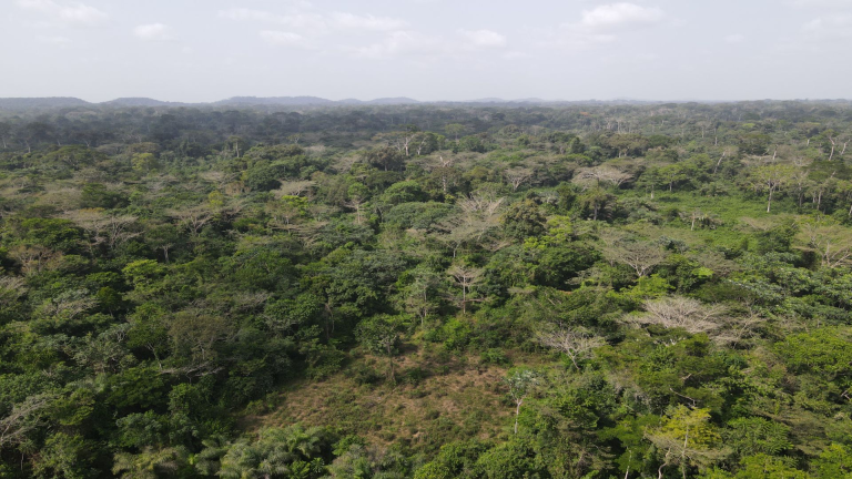 Liberia: Cocoa Drives Deforestation after Logging Fails