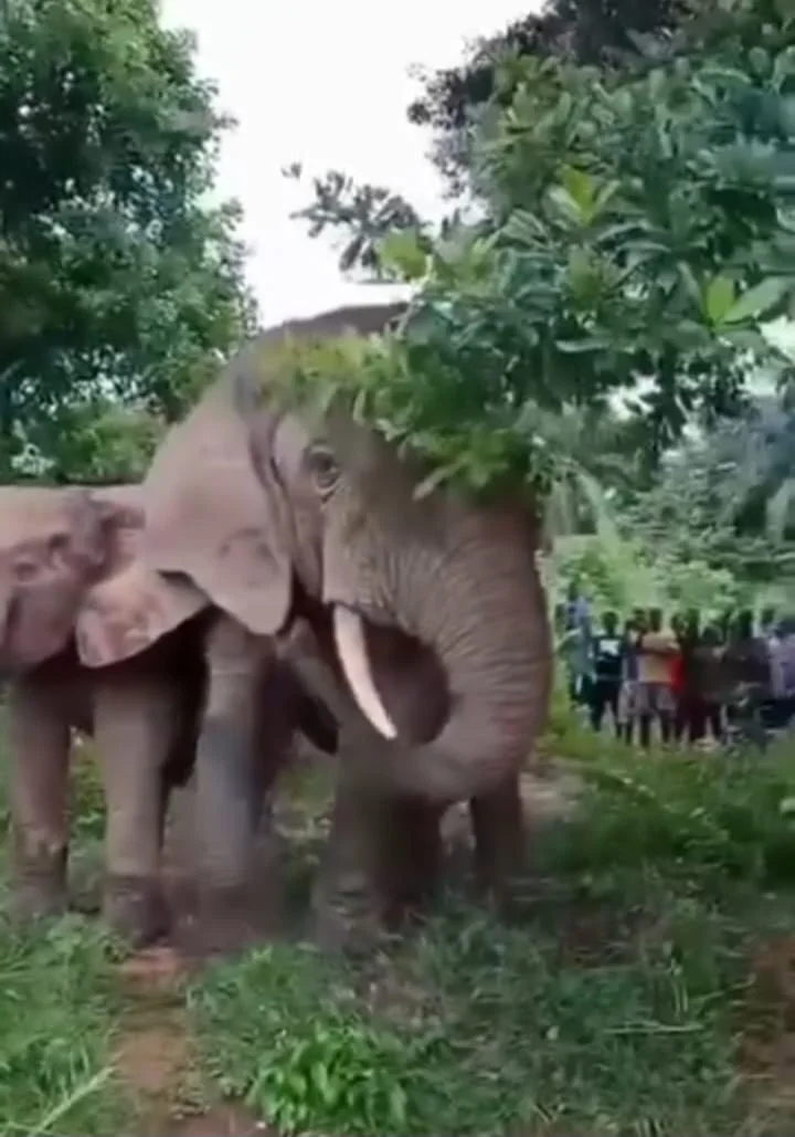 Elephant Hunger Fuels Wildlife Conflict in Western Liberia