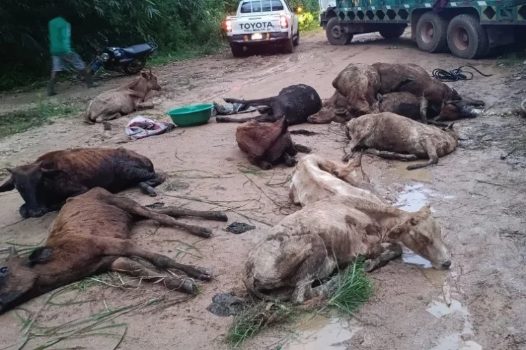 Liberia: 24 Muturu Cattle Die En Route to Grand Kru